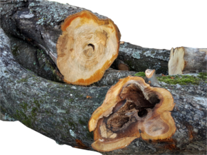 Drechselholz